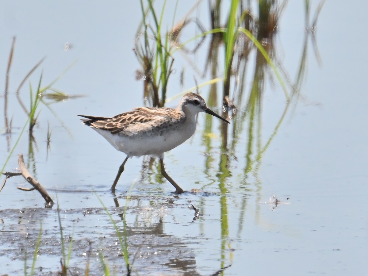 Wilson's Phalarope - ML639528858