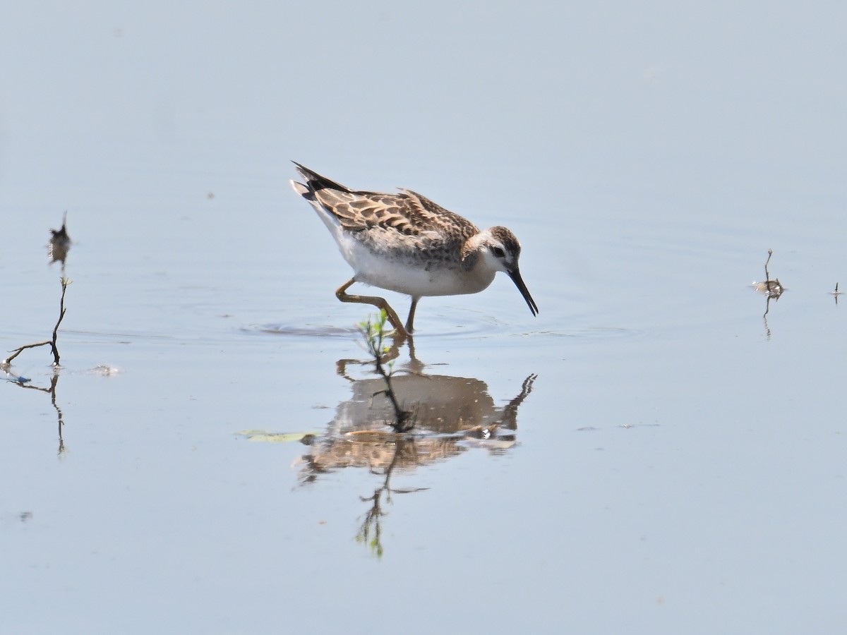 Wilson's Phalarope - ML639528859