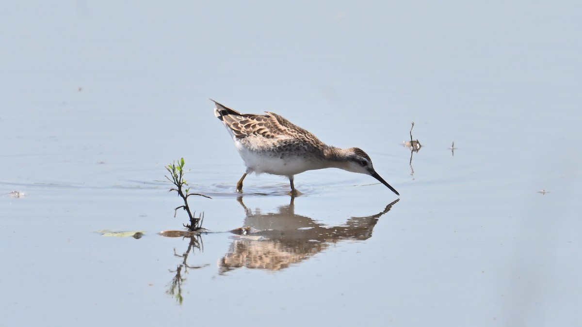 Wilson's Phalarope - ML639528860