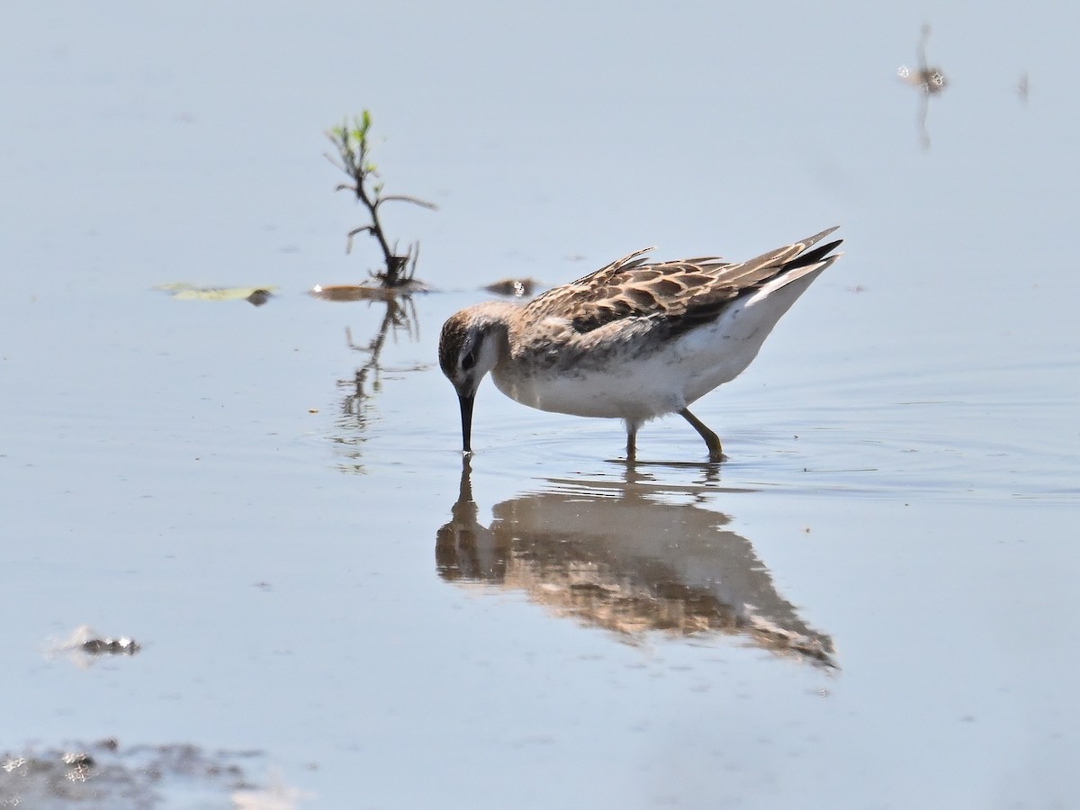 Wilson's Phalarope - ML639528861