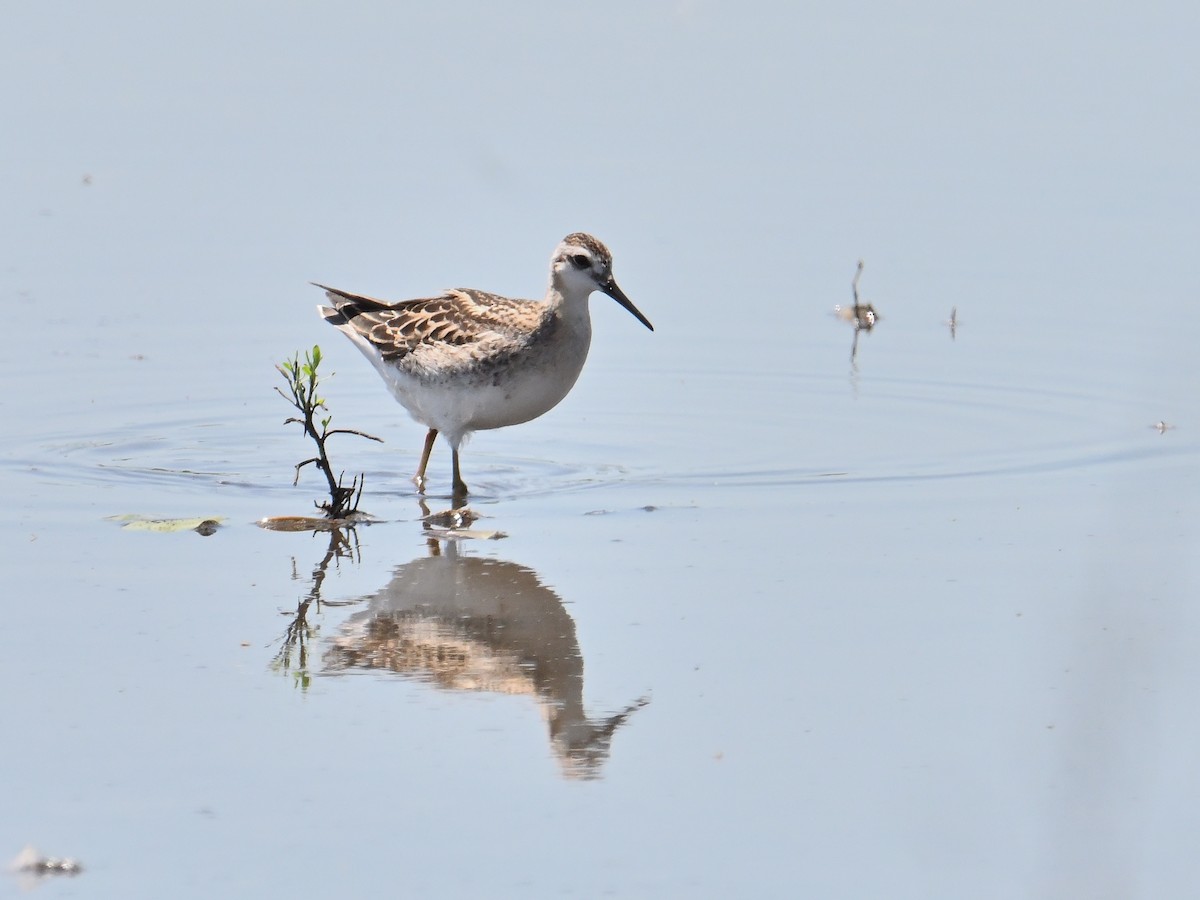 Wilson's Phalarope - ML639528862