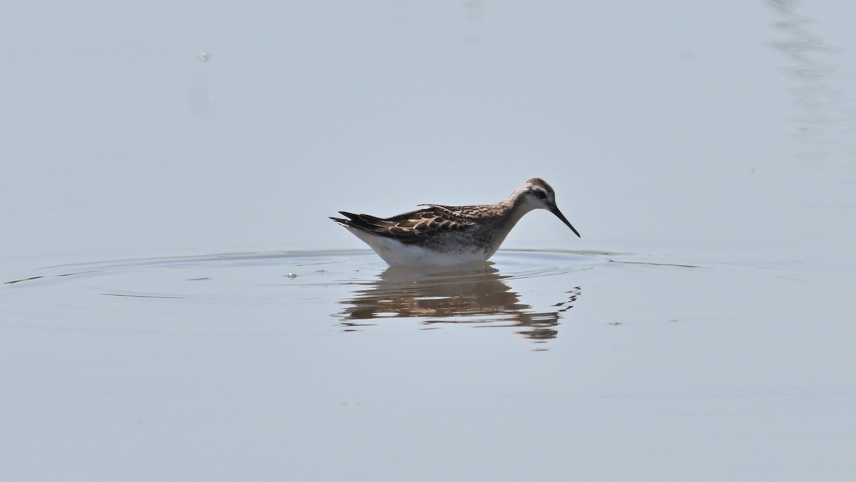 Wilson's Phalarope - ML639528863