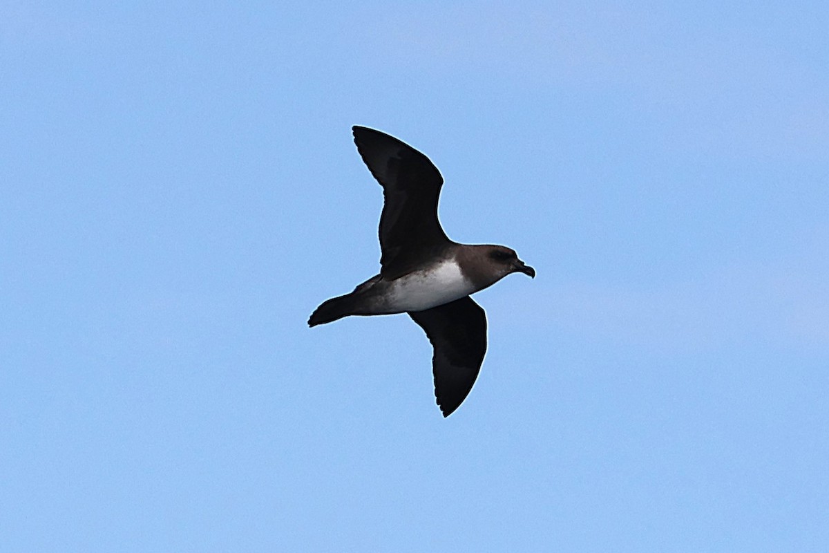 Atlantic Petrel - ML639528869