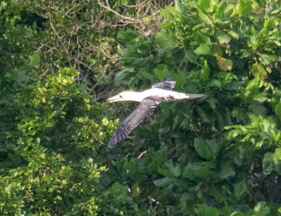 Abbott's Booby - ML639528870