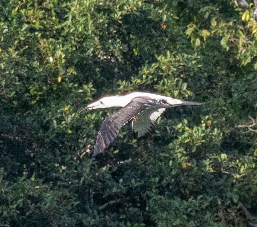 Abbott's Booby - ML639528873