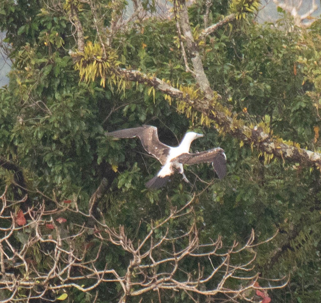 Abbott's Booby - ML639528894