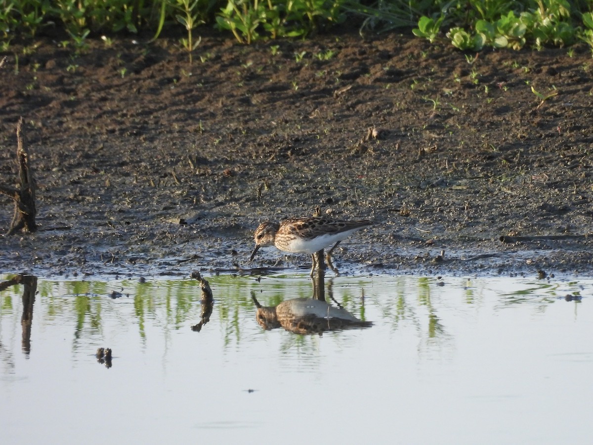 Least Sandpiper - ML639528895