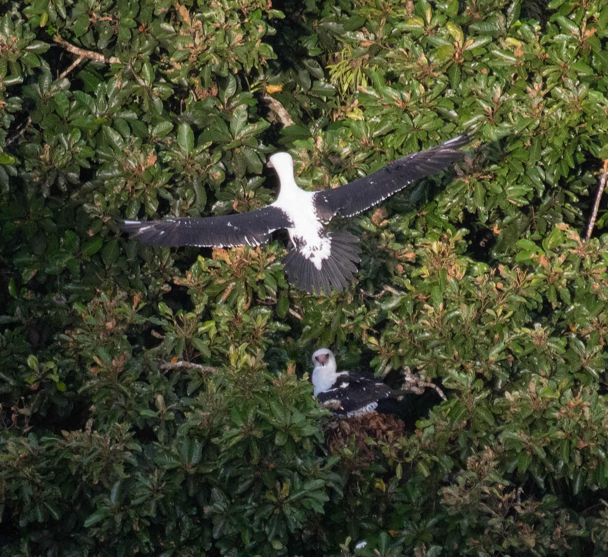 Abbott's Booby - ML639528899