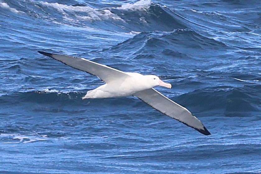 Snowy/Tristan/Antipodean Albatross - ML639528906