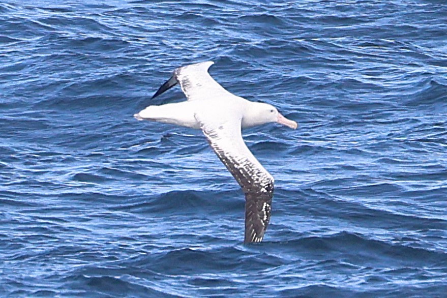 Snowy/Tristan/Antipodean Albatross - ML639528907