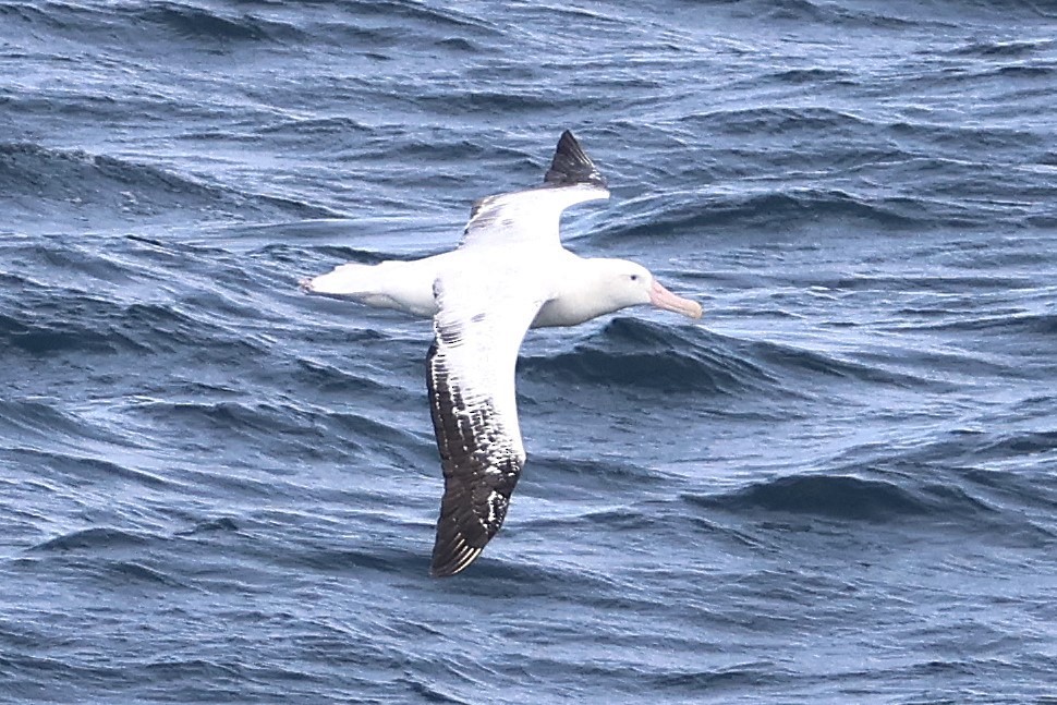 Snowy/Tristan/Antipodean Albatross - ML639528947