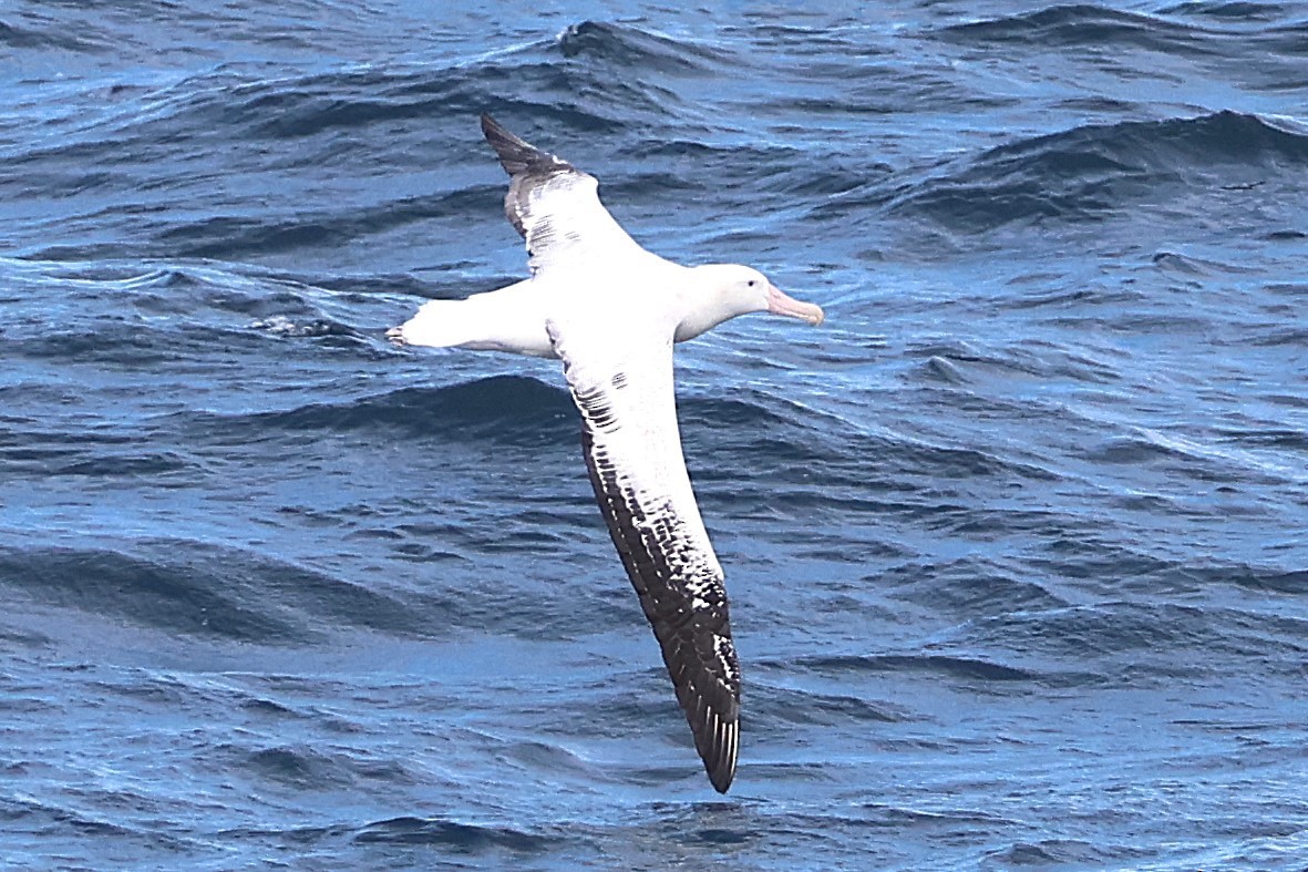 Snowy/Tristan/Antipodean Albatross - ML639528948