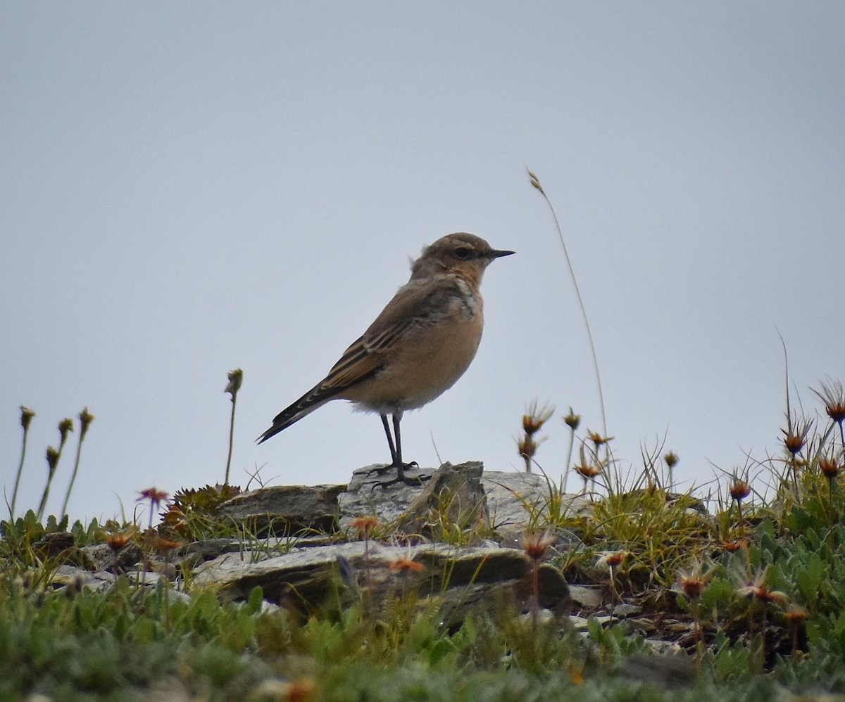 Northern Wheatear - ML639528969