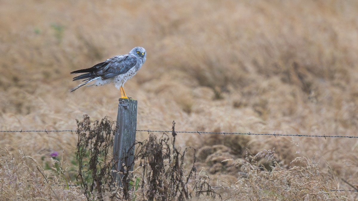 eBird Checklist - 20 Jul 2025 - Pt. Reyes--Pt. Reyes Beach North - 2 ...