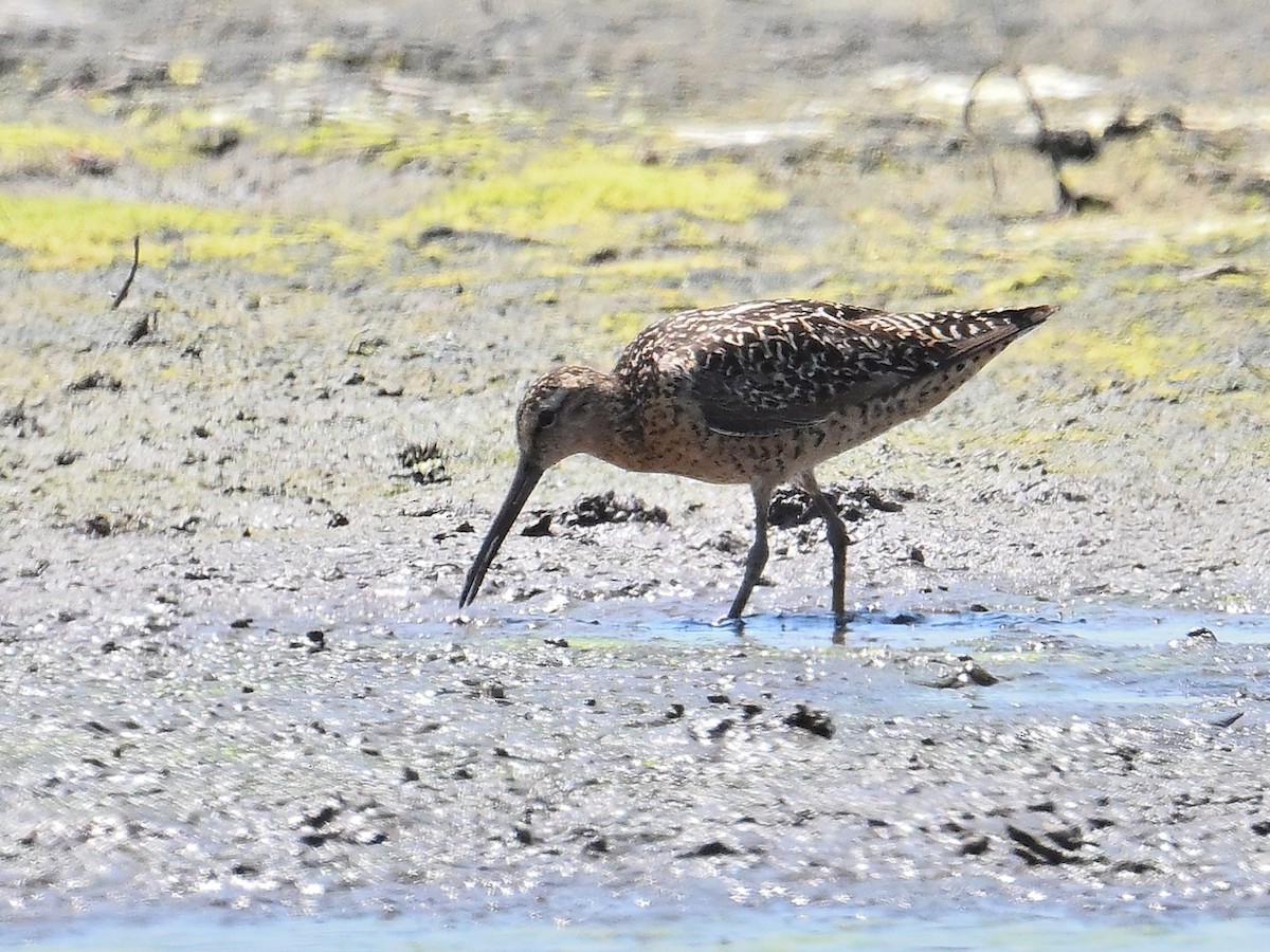 Short-billed Dowitcher - ML639529087