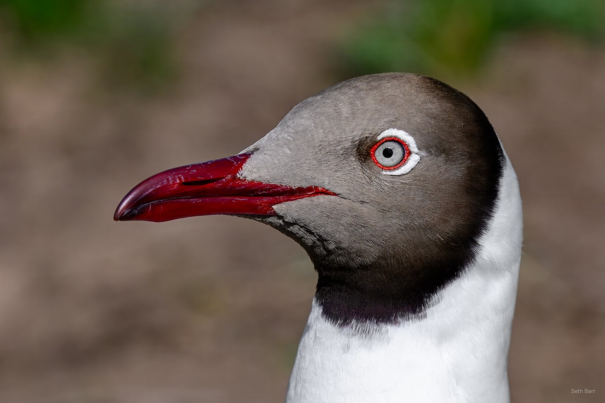 Brown-headed Gull - ML639529140