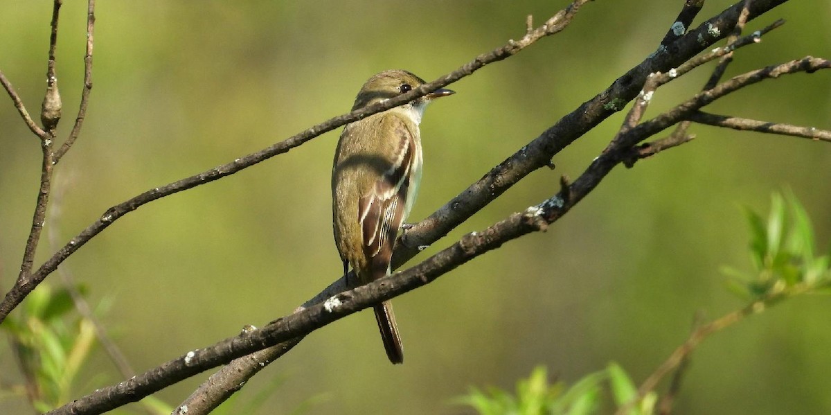 Alder Flycatcher - ML639529256