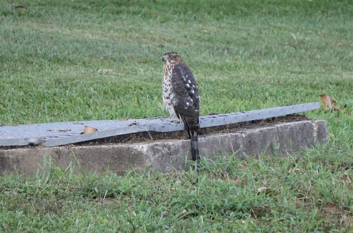 Cooper's Hawk - ML639529330