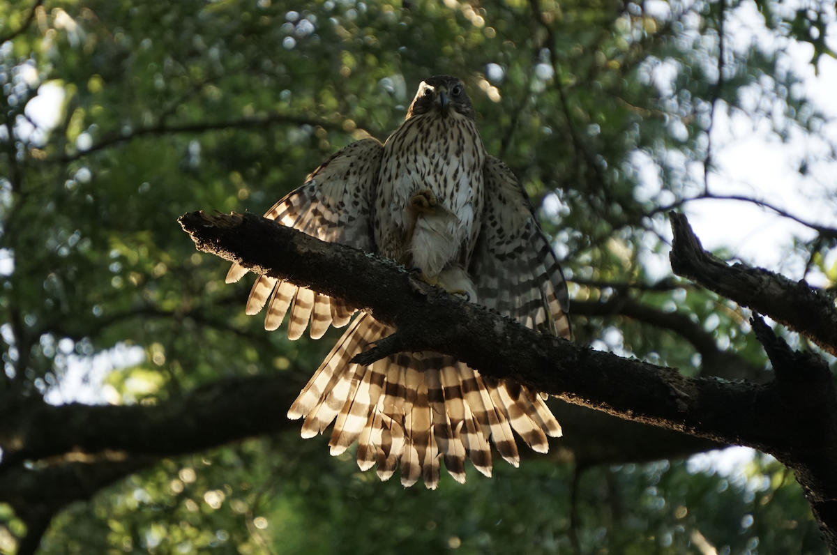 Cooper's Hawk - ML639529331