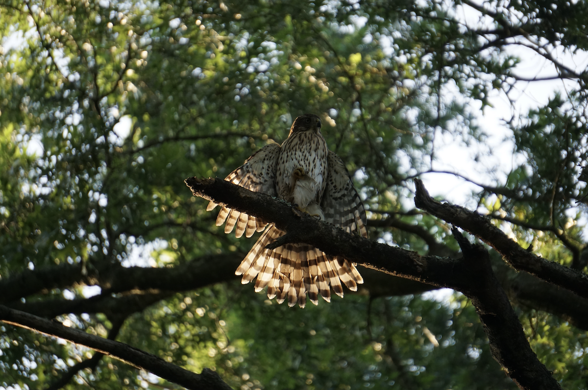 Cooper's Hawk - ML639529332