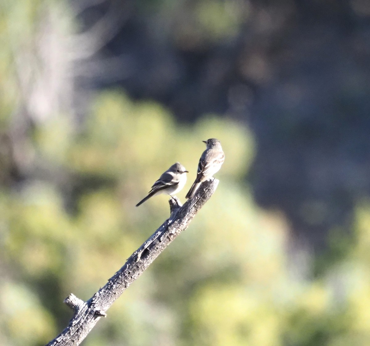 Dusky Flycatcher - ML639529367