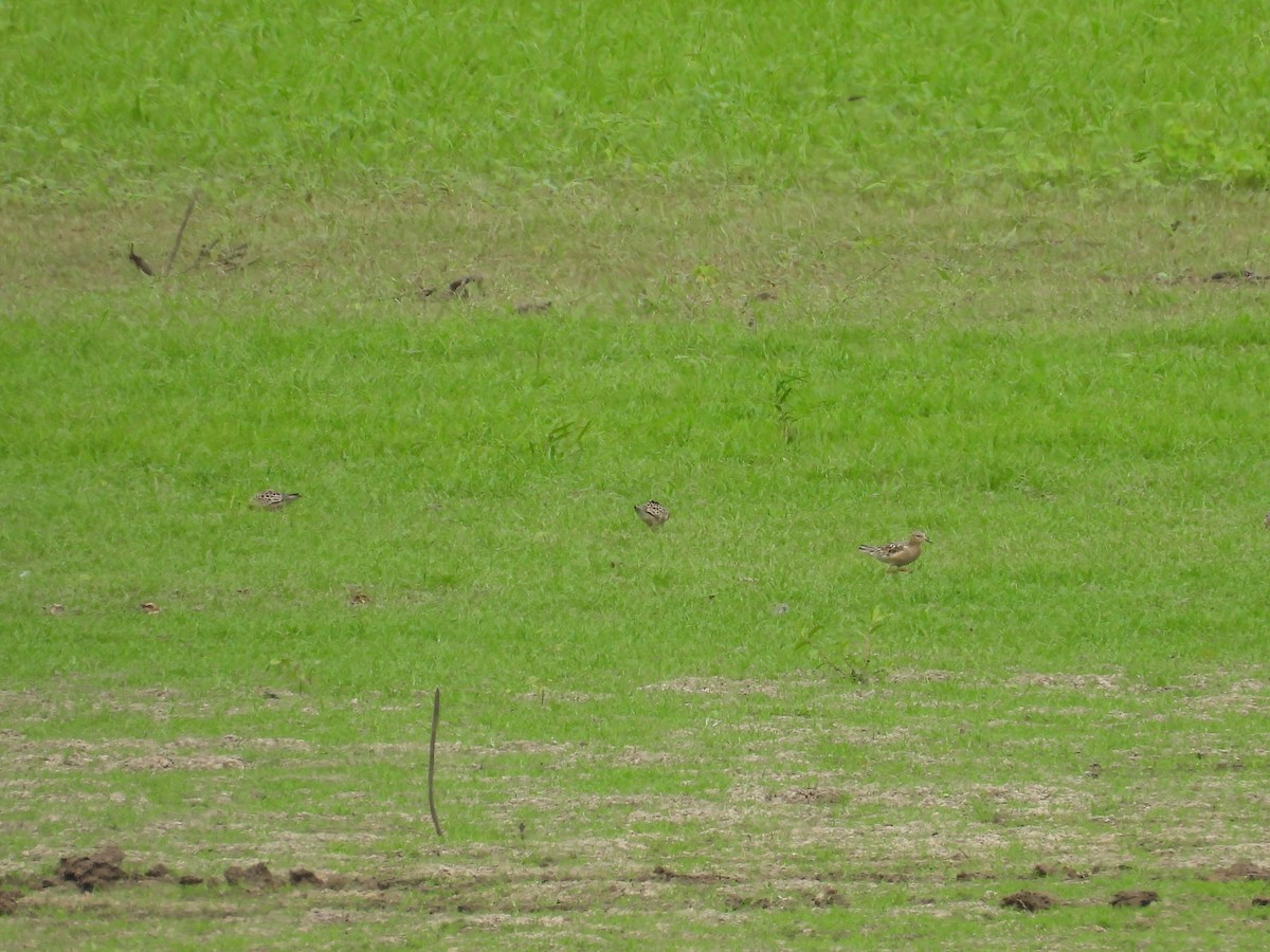 Buff-breasted Sandpiper - ML639529404
