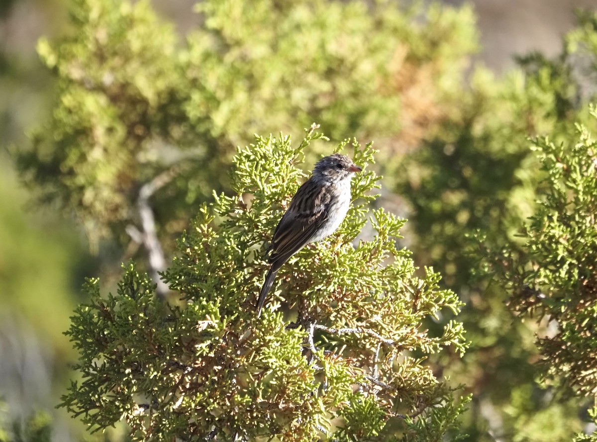 Карнатка лучна - ML639529406