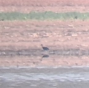 White Ibis - ML639529437