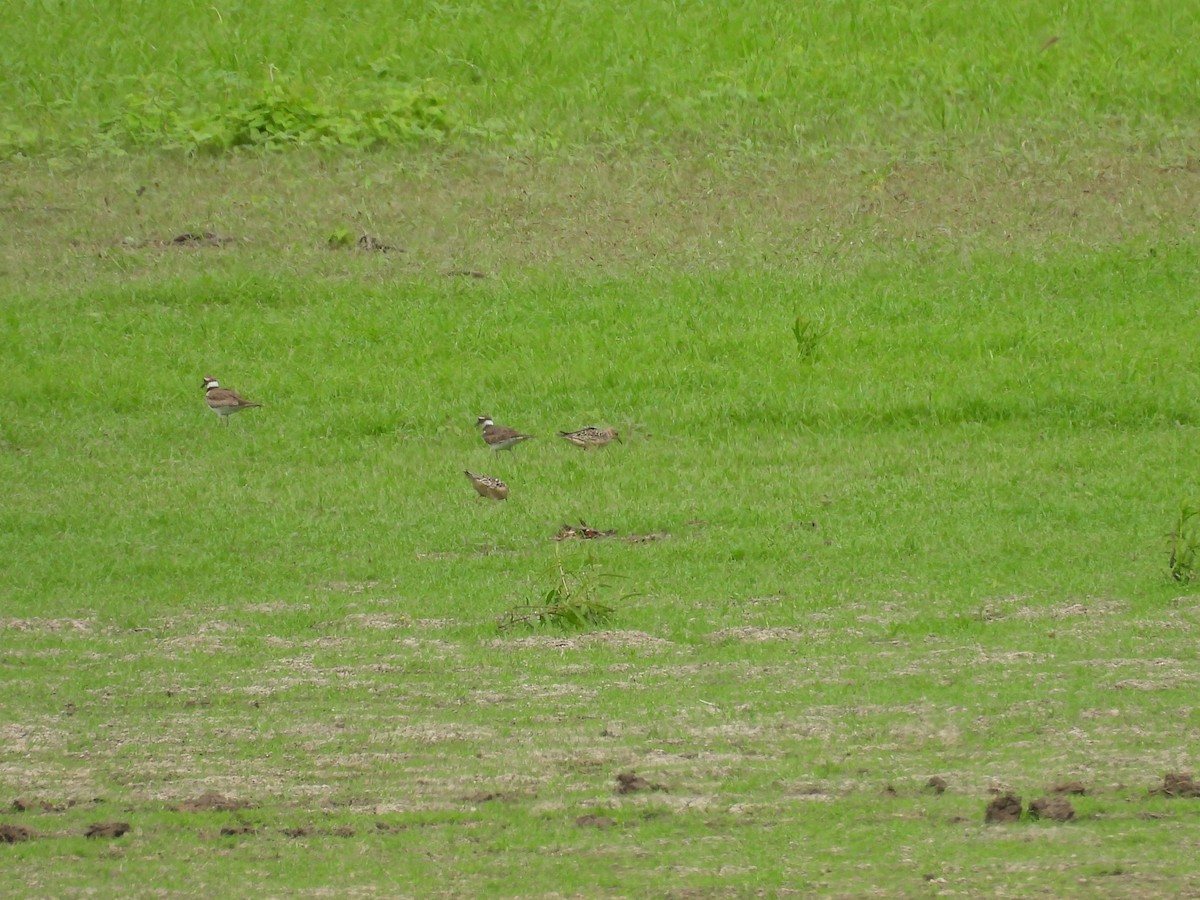 Buff-breasted Sandpiper - ML639529446