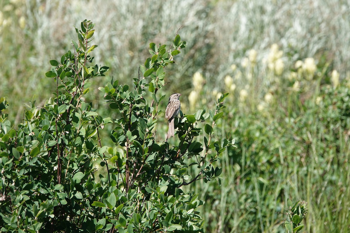 Brewer's Sparrow - ML639529644