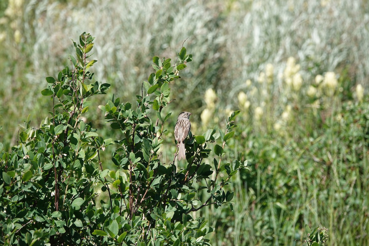 Brewer's Sparrow - ML639529645