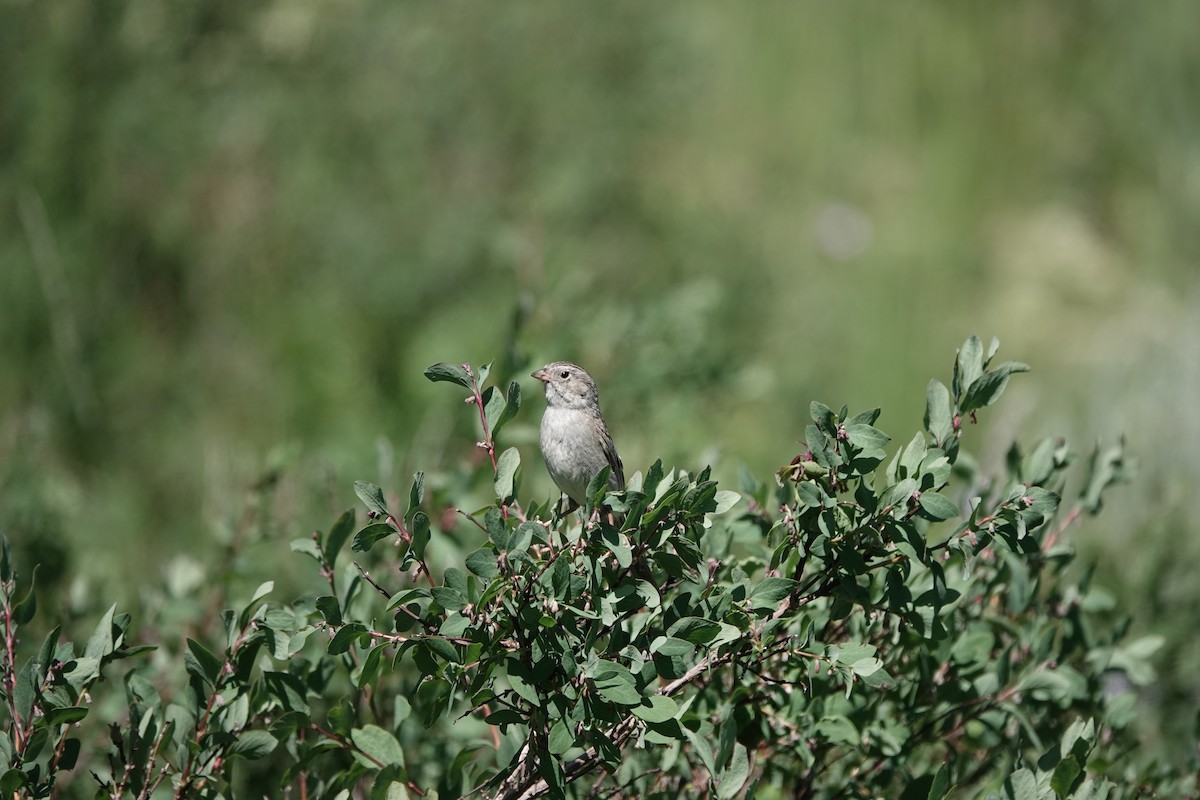 Brewer's Sparrow - ML639529646