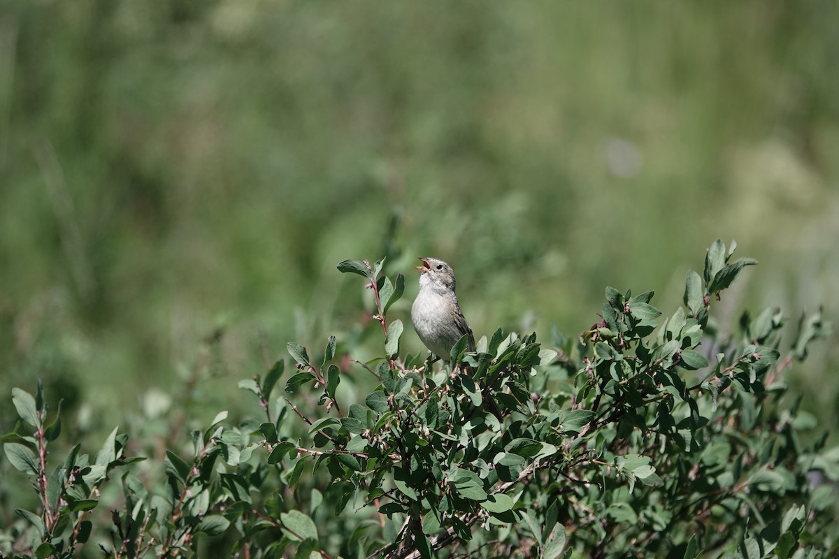 Brewer's Sparrow - ML639529647