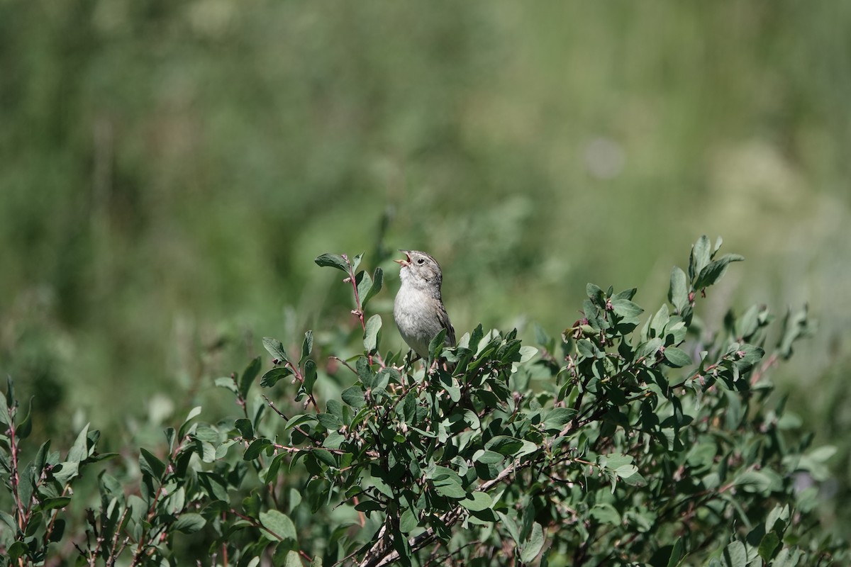 Brewer's Sparrow - ML639529648