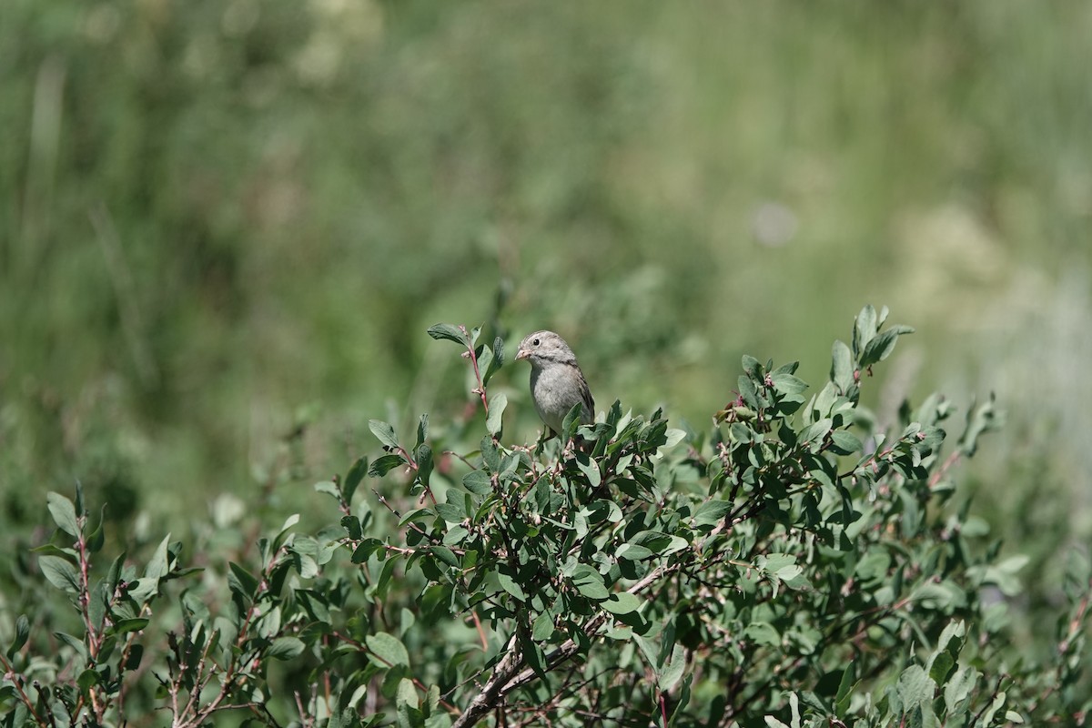Brewer's Sparrow - ML639529649