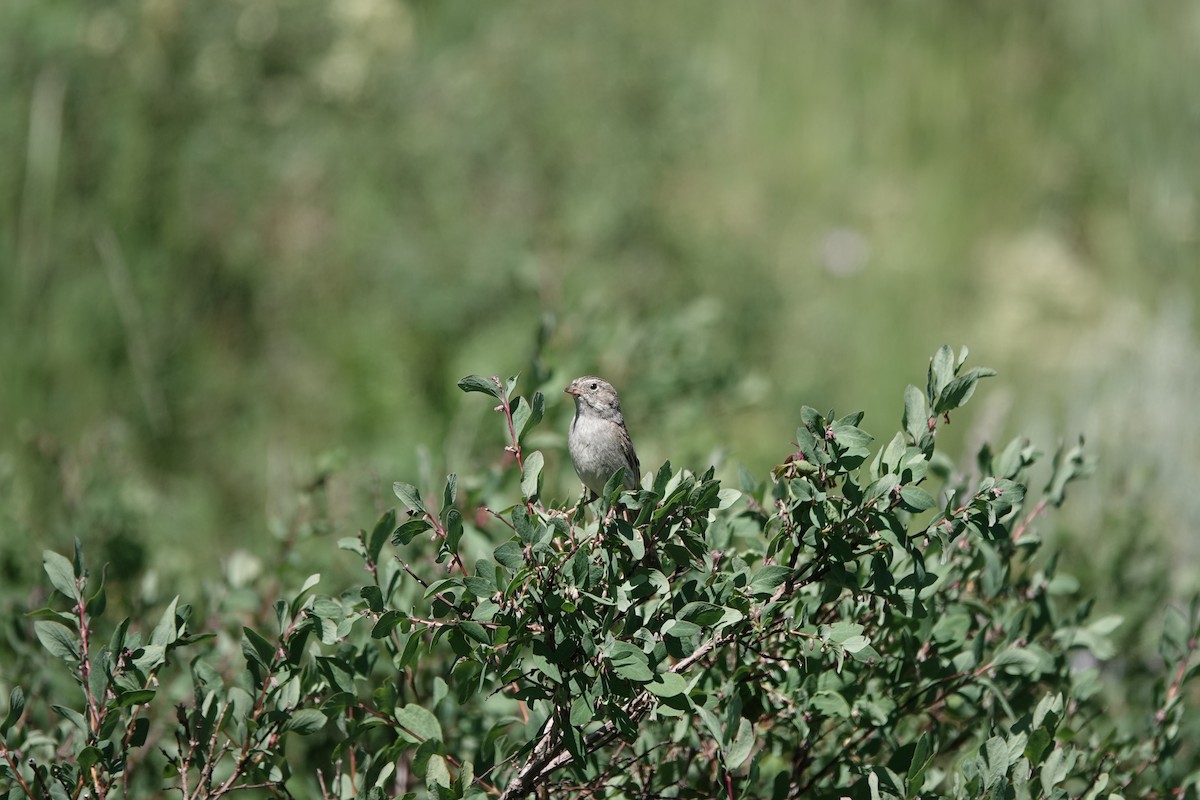 Brewer's Sparrow - ML639529650