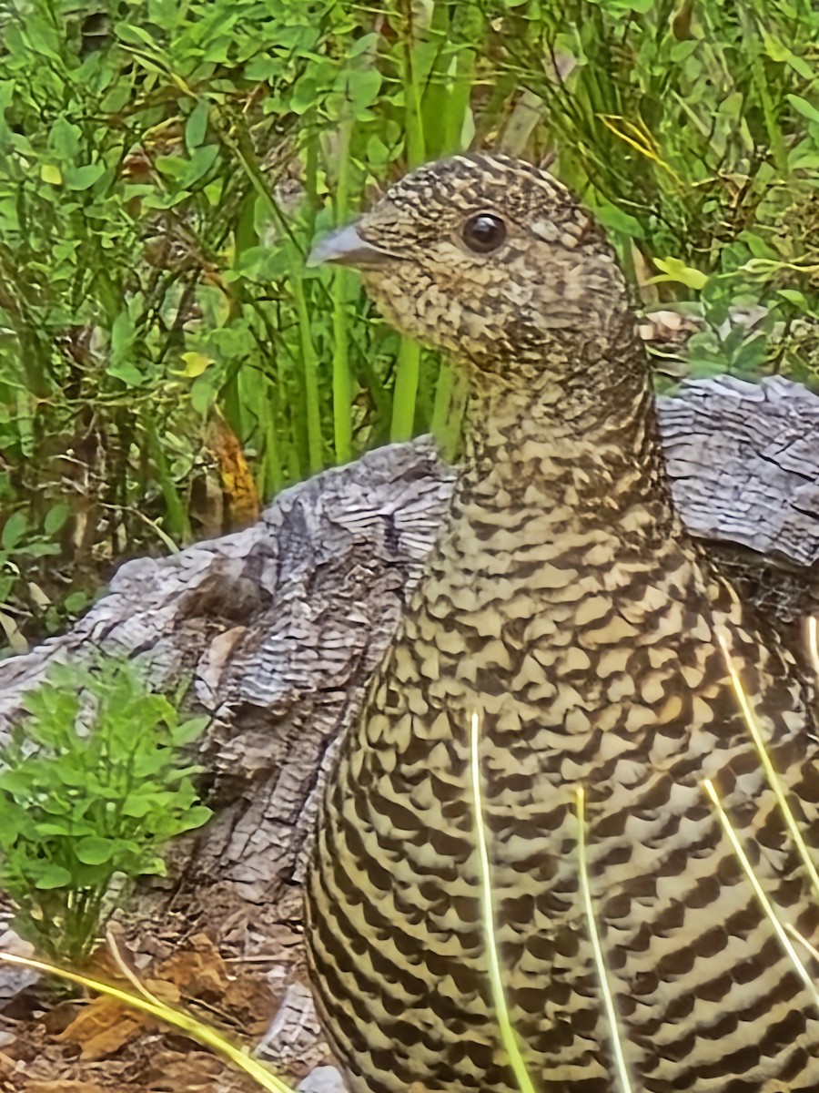Spruce Grouse - ML639529652