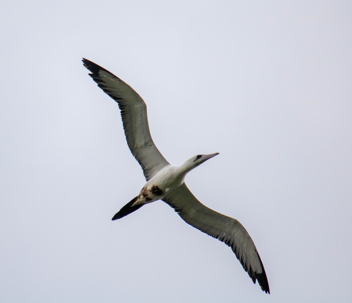 Abbott's Booby - ML639529725
