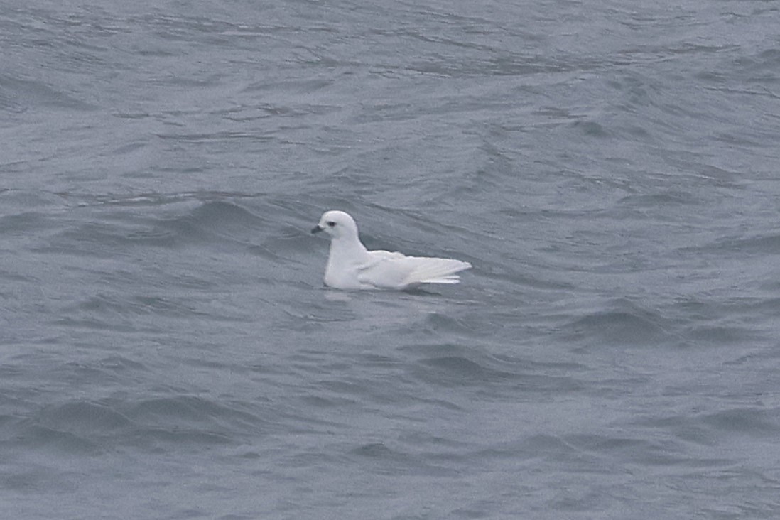 Snow Petrel - ML639529726