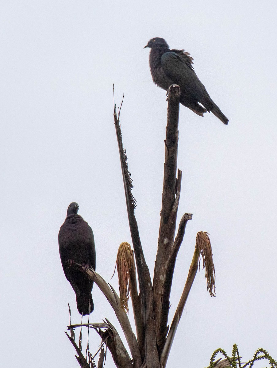 Christmas Island Imperial-Pigeon - ML639529730
