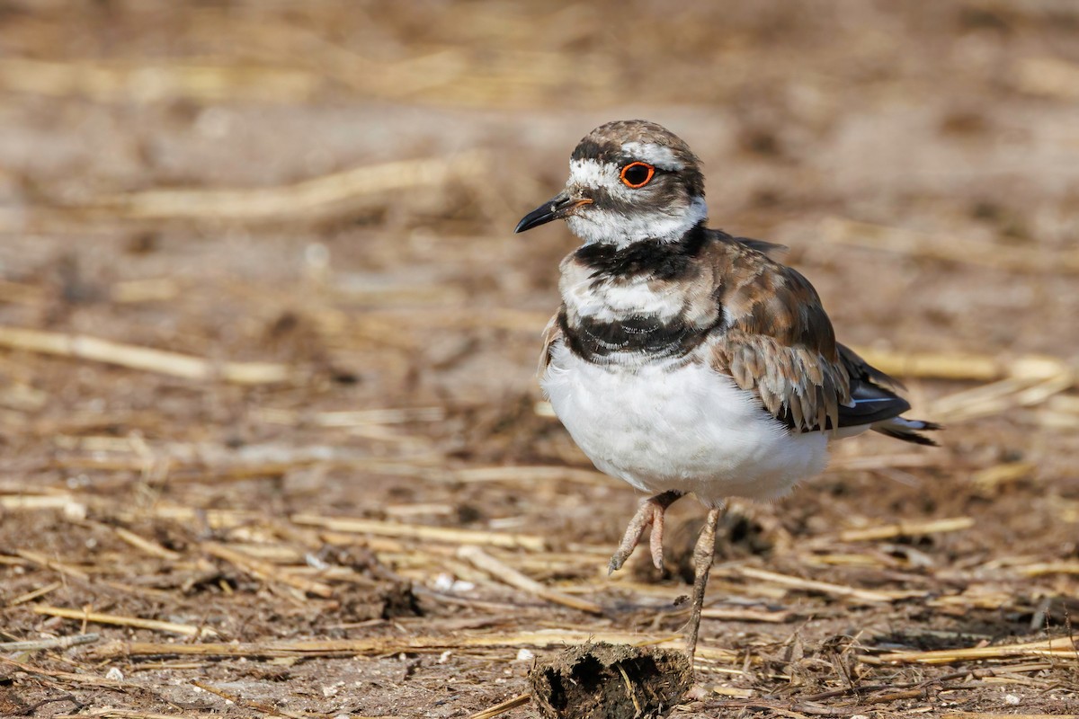 Killdeer - ML639529751
