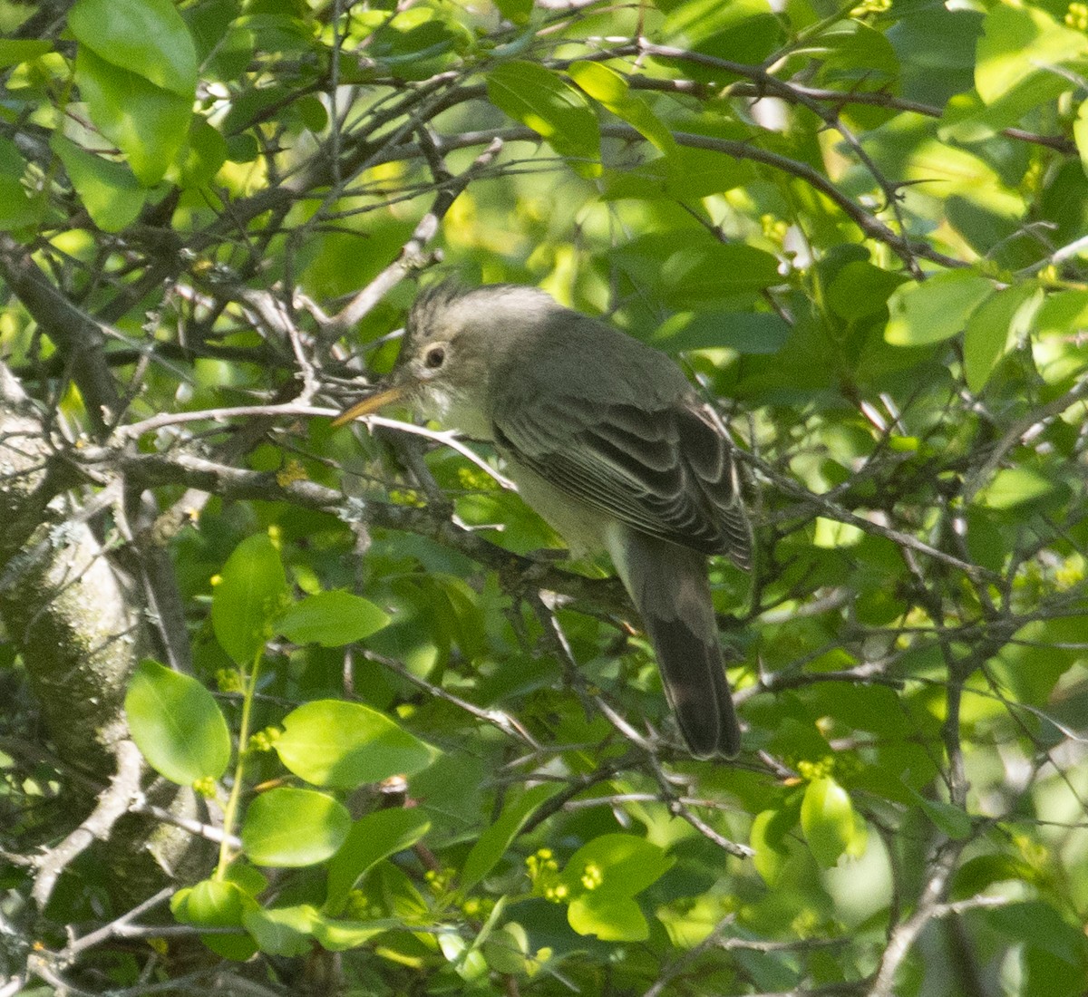 Olive-tree Warbler - ML639529775