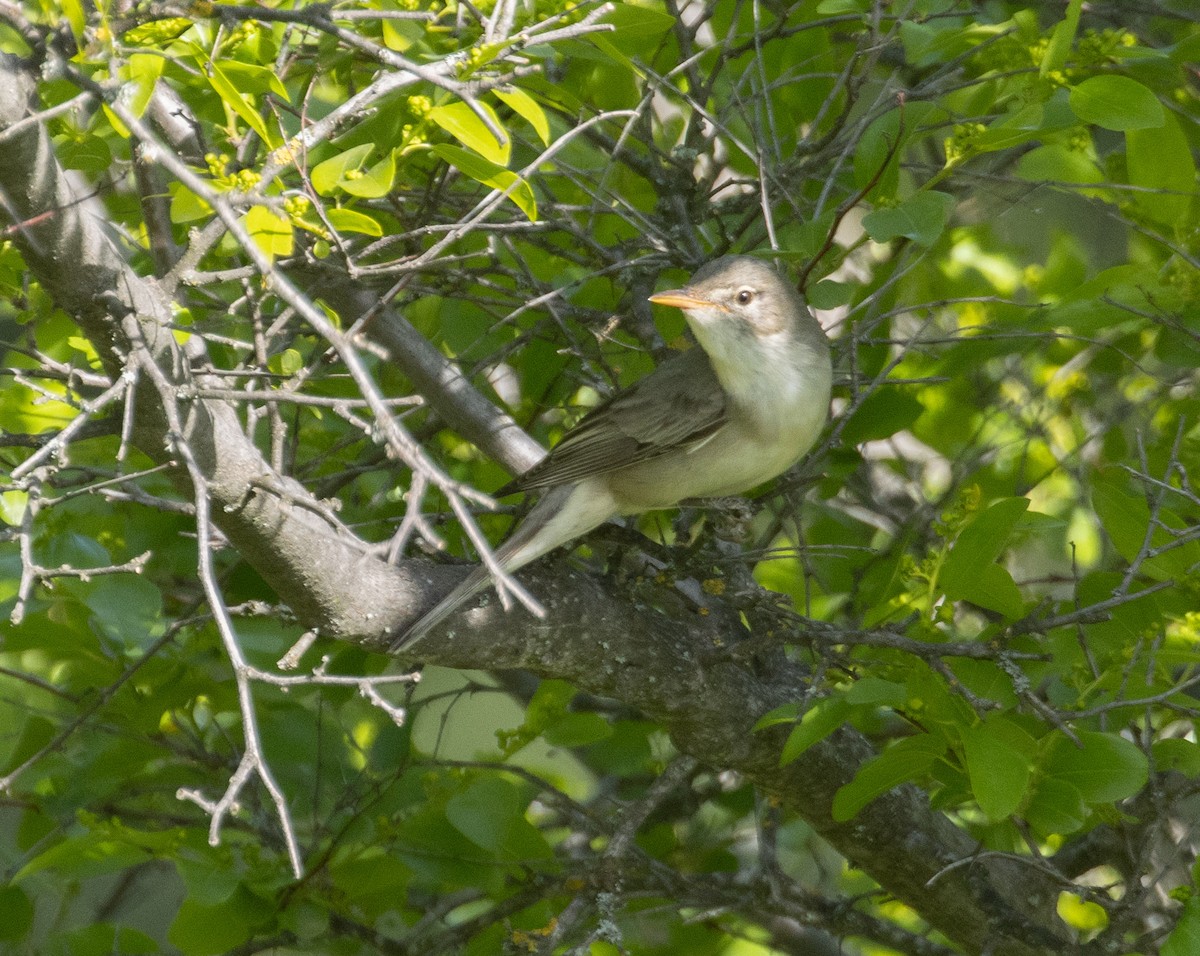 Olive-tree Warbler - ML639529776