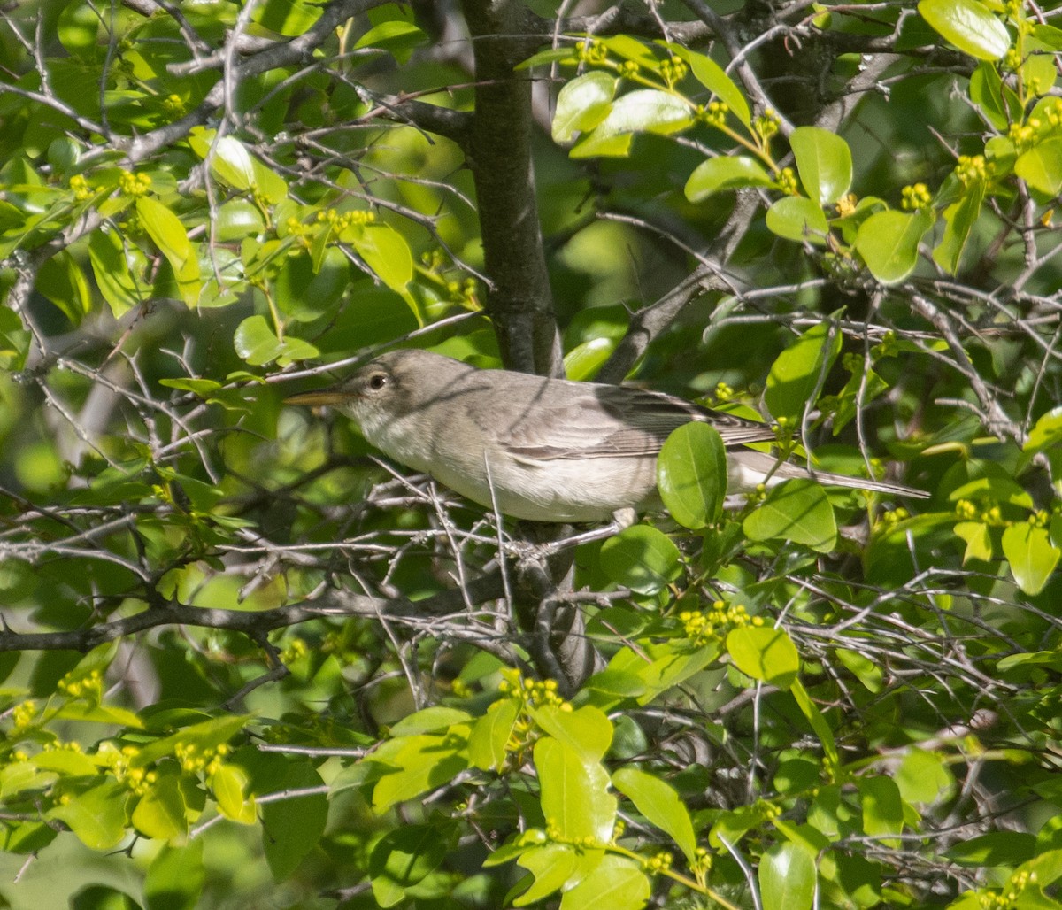 Olive-tree Warbler - ML639529778