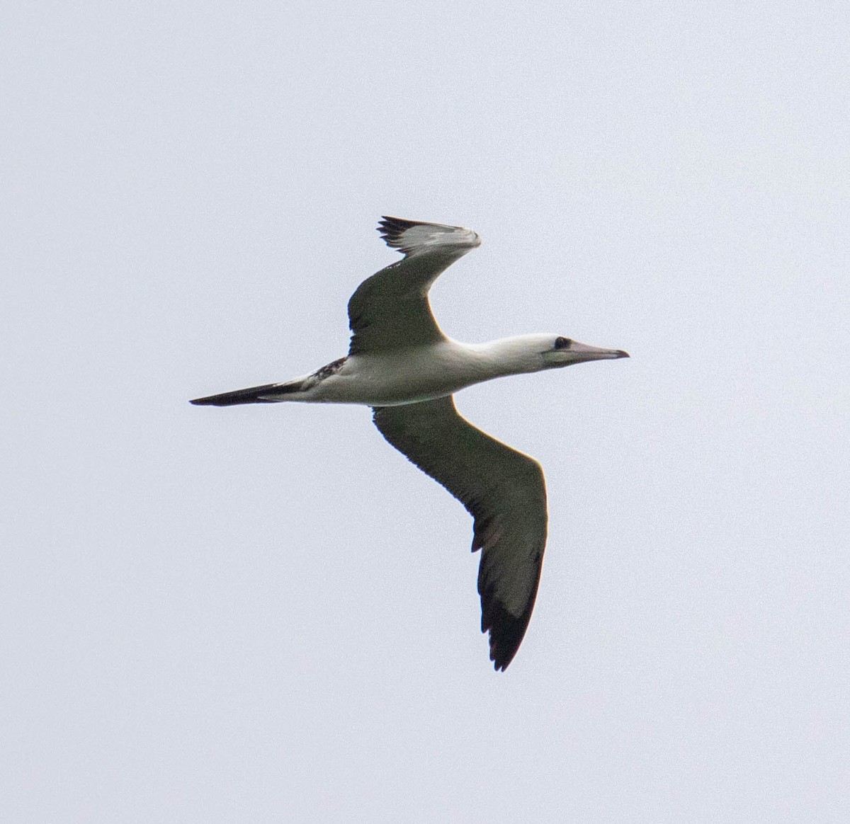 Abbott's Booby - ML639529803