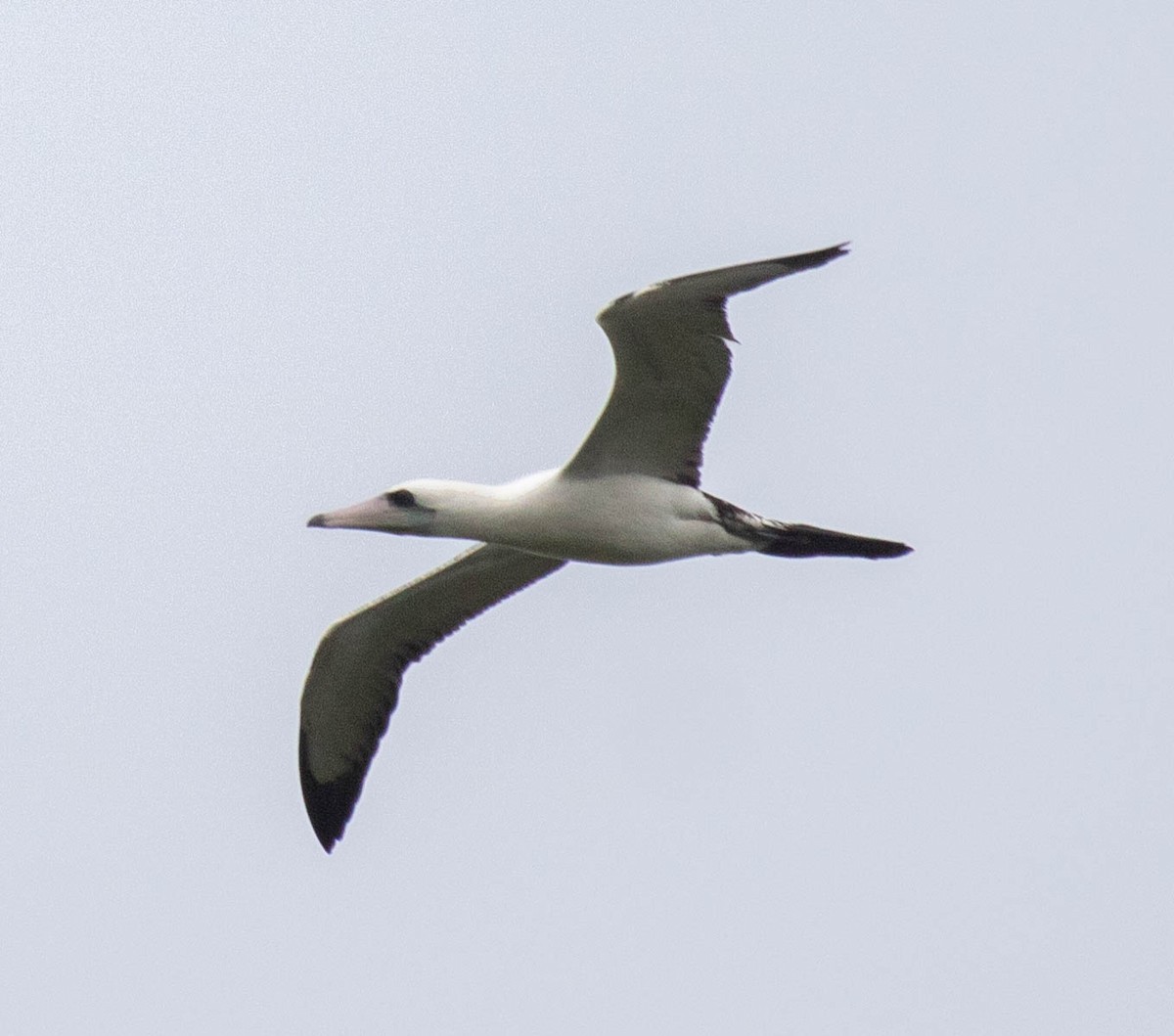 Abbott's Booby - ML639529807