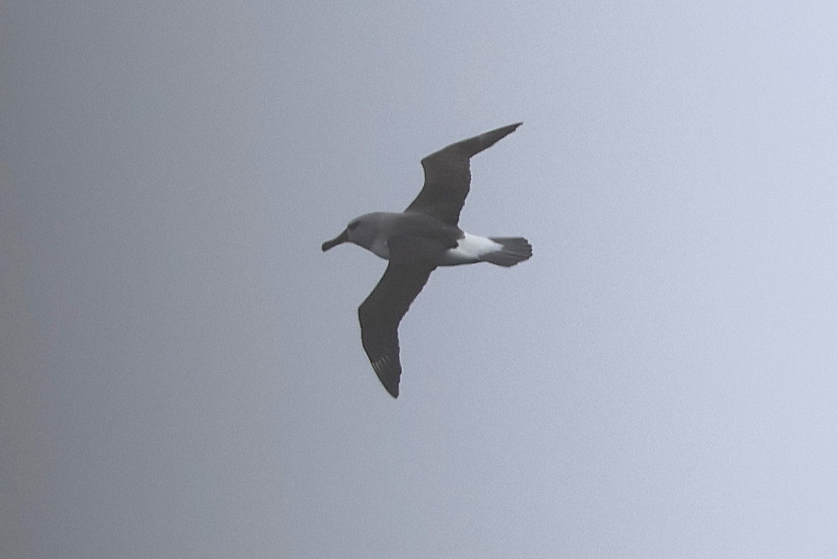 Boz Başlı Albatros - ML639529903