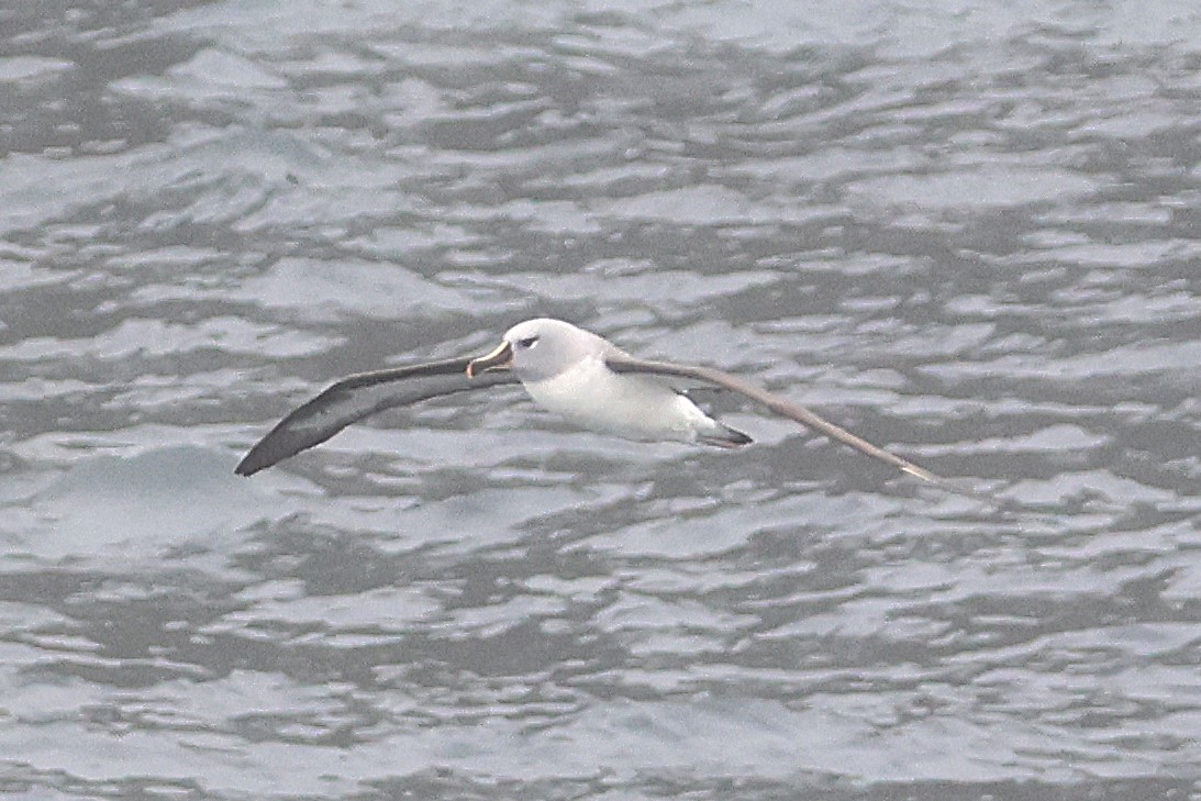Boz Başlı Albatros - ML639529916