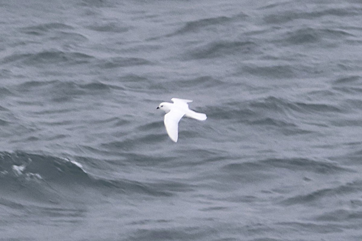 Snow Petrel - ML639529932