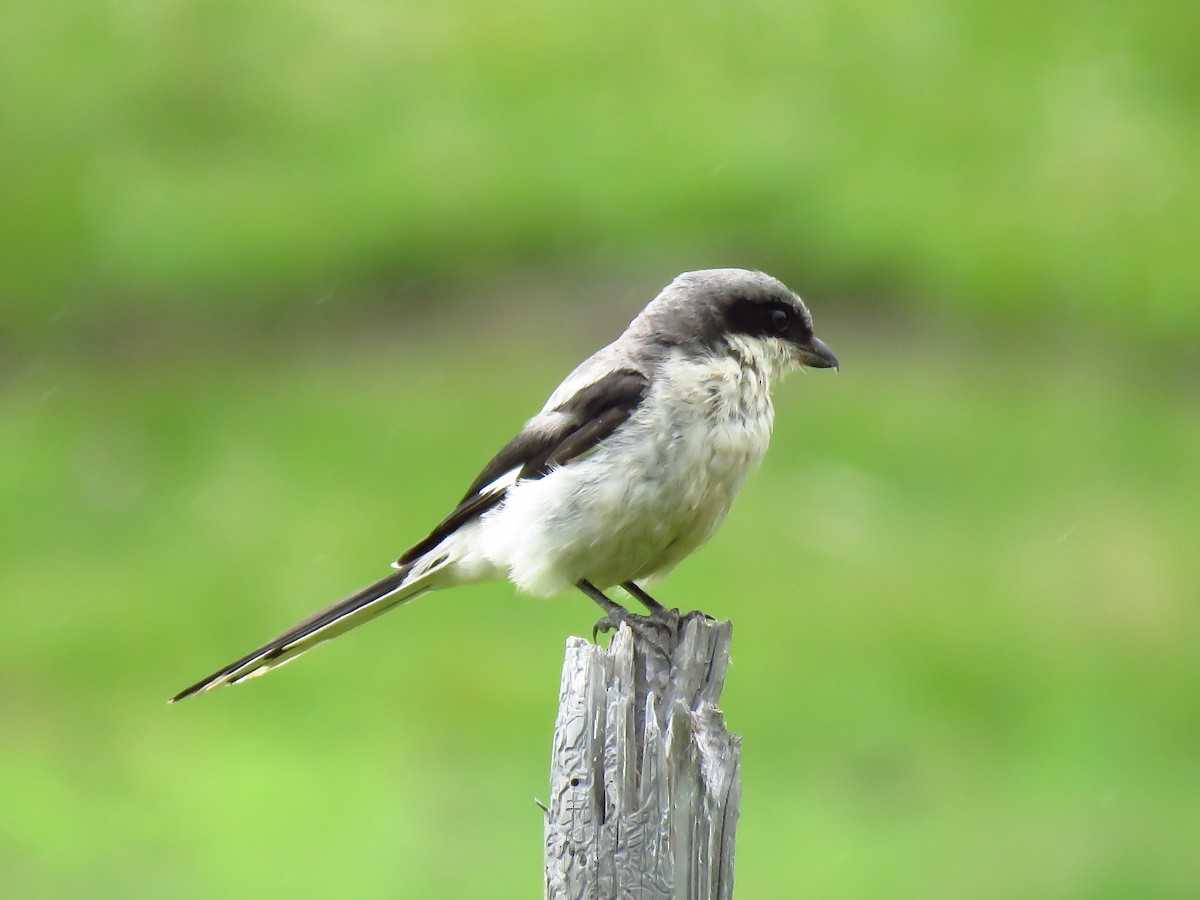Giant Shrike - ML639529964